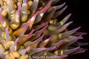 Soft coral close up_2022
(Canon60mm,t1/200,f/20,iso100) by Susanna Randazzo 